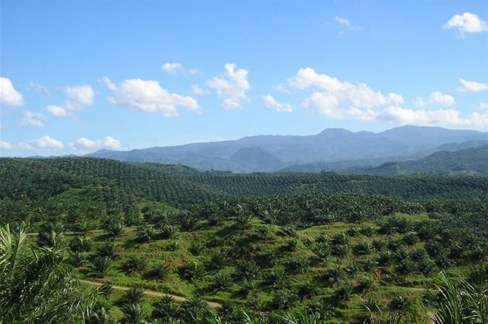 Palm oil plantation in Cigudeg, Bogor, 2008. ,