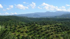 The geopolitics of palm oil and deforestation