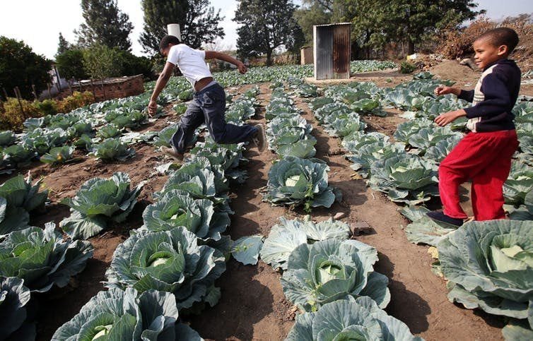 Children play in a cabbage patch near their home in Modderspruit, near Rustenburg, South Africa. EFE-EPA/Halden Krog