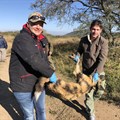 Makalali Game Reserve joins Wild Dog Range Expansion Project
