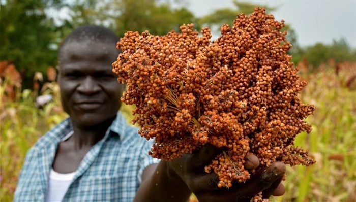 Harvesting season in Nyando climate-smart villages-farmer showcasing his harvest ©,