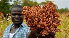 Tap digital solutions to transform Africa's agriculture