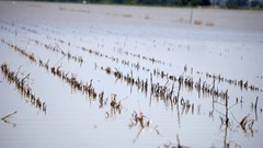 Climate change is affecting crop yields and reducing global food supplies