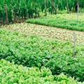 Agroecology as innovation