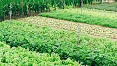 Agroecology as innovation