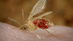 Leishmaniasis is caused by a parasite that is carried by a female sandfly. CDC/ Frank Collins