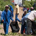 Young South Africans want to farm. But the system isn't ready for them
