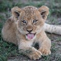 Cuddling a lion cub can undermine conservation efforts