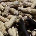 Understanding the political economy of maize in Kenya