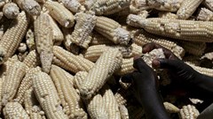 Understanding the political economy of maize in Kenya