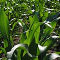 Summer crop estimate revised higher