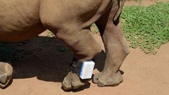 How AI and machine learning can help combat rhino poaching