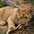 Captive lion breeding in South Africa: the case for a total ban