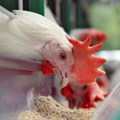 SAPA responds to AMIE broiler chicken study
