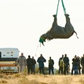 WWF-SA Black Rhino Range Expansion Project completes 12th black rhino move