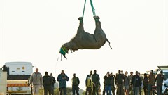 WWF-SA Black Rhino Range Expansion Project completes 12th black rhino move