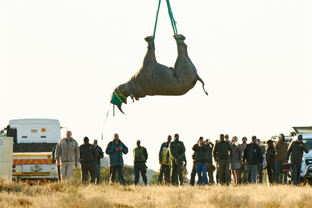 An airlifted black rhino gently being lowered to ground. © WWF/Micky Wiswedel
