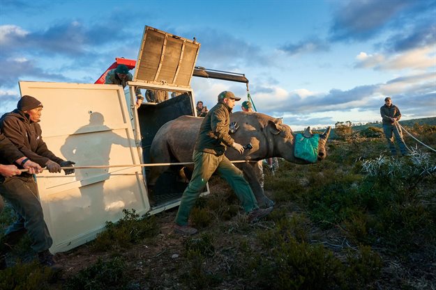 200th rhino leaves crate on to new home. © WWF/Micky Wiswedel