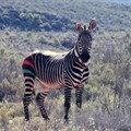 CapeNature, Sanbona Wildlife Reserve capture, translocate Cape mountain zebra