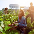 SAB KickStart's Urban Agriculture programme calls for entries
