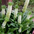 Eucomis autumnalis is more than just a plant - it could play a role in biomedical engineering. Gurcharan Singh/Shutterstock