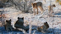 Knowledge hub launched to help save African Lion