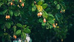 Ghana wants to grow more cashews. But what about unintended consequences?