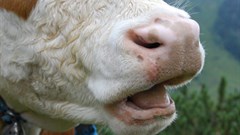 FMD officially confirmed in Namibia's Zambezi region