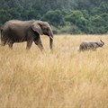 18th CITES Conference votes to end export of wild-caught elephants into captivity