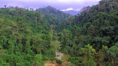 Ghana's pact with China to explore bauxite threatens a unique forest