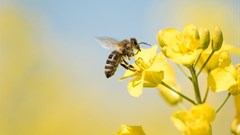 Bees: How important are they and what would happen if they went extinct