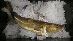 Ocean warming has fisheries on the move, helping some but hurting more