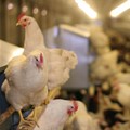 Ministers, local industry bodies meet to get SA's poultry industry on track