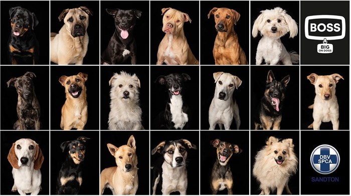 Boss Dog Food pairs up with Emma O'Brien to encourage rescue dog adoption