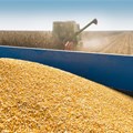 Maize estimates breach 11m tonnes, boosting supply outlook