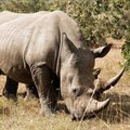 Mozambique successfully convicts, sentences 2 rhino poachers
