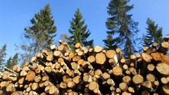 Forestry South Africa launches new infographic for Arbor Month