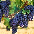 Better Grapes Wine Fair highlights progress in SA wine industry