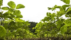 Biotech crops help producers overcome challenges