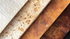 Could fungi save the fashion world?