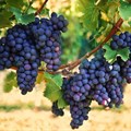 Western Cape to highlight latest viticulture trends