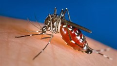 A female Aedes albopictus mosquito feeding on a human host. James Gathany/CDC