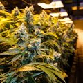 SA's Grow Clubs and cannabis law: just how legal is it, really?