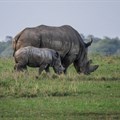Rhino poaching numbers decrease