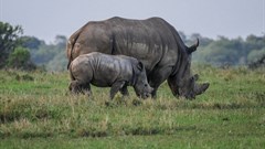 Rhino poaching numbers decrease