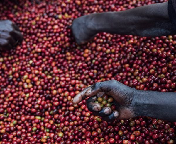 Burundi coffee cherries