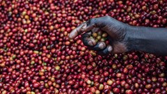 Coffee co-operatives - every cup tells a story