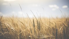 Ekurhuleni empowers farmers in drive to grow economy