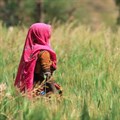 Food systems development needs a new trajectory - FAO director-general