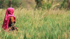 Food systems development needs a new trajectory - FAO director-general